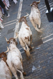 175The rest of the steers coming through.jpg