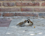 104Mother feeding baby.jpg