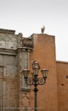 144Nesting Stork.jpg