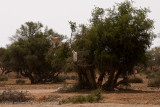 102Goats in Trees.jpg