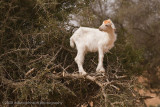 103Goat in Tree.jpg