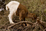 104Goat in Tree.jpg