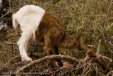 105Goat in Tree.jpg