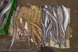 116Fresh Fish in the Market.jpg