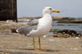 121Gull on Rampart.jpg
