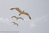 122Gull Formation.jpg