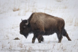 036-Bison Passing By