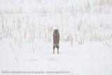054-Coyote Jumps for Vole