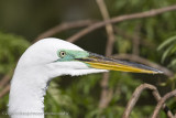 004-Egret Head Shot