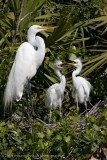 010-Egret Family