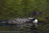 008-Loon