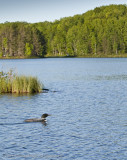 009-Loon Environmental