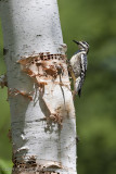 022-Yellow Bellied Sap Sucker