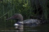 024-Loon in the Grass