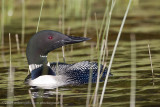 026-Loon in the Grass