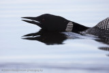 029-Loon Calling