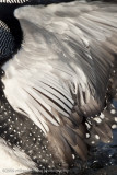 034-Loon Feathers
