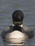 035-Loon Head on