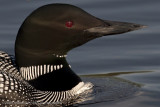 036-Loon Portrait