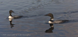 038-Pair of Loons