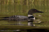 039-Loon