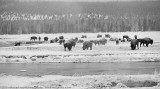 Bison in Snowstorm