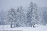 004-Coyote in Winter Scene