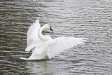 005-Swan Wing Flap