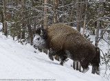 Bison Coming Up the Hill