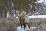 027-Elk With Big Rack