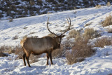 029-Elk