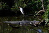 004-Egret and Alligator