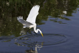 007-Egret Feed
