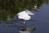 008-Egret Feed