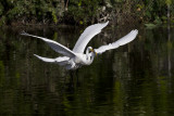 010-Egret Pair in Flight