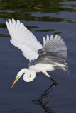012-Egret Feed