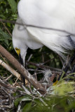 015-New Born Egret Chick