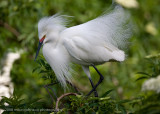 Snowy Egret