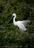 Great White Egret Building Nest