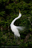 Great White Egret Display