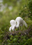 Great White Egret Pair Building Nest