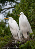 Great White Egret Pair