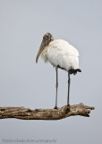 Wood Stork on Branch