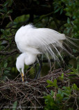 Great White Egret Building Nest