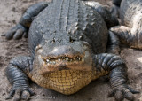 Alligator