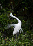 Great White Egret Display