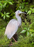 Tri color Heron