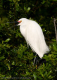 Snowy Egret