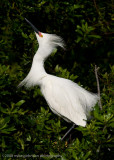 Snowy Egret
