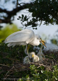 Great White Egret Family with Chicks